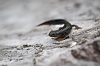 _16C7261 Alpine Newt